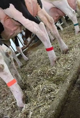 Cow Lag Hook Loop Velcro Band με αυτοσυνδετικό σχεδιασμό και ποικίλη επιλογή χρωμάτων