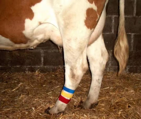 Cow Lag Hook Loop Velcro Band με αυτοσυνδετικό σχεδιασμό και ποικίλη επιλογή χρωμάτων
